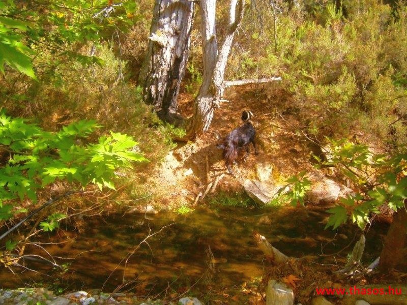 Az öreg falu, a vén platán és a folyók meséje